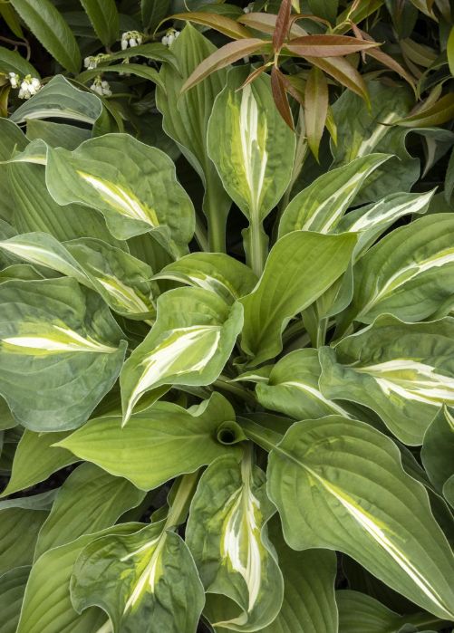 Hosta Striptease 1 gal
