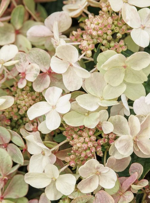 Hydrangea Pan Early Evolution 2 gal