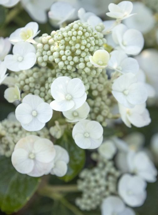 Hydrangea Pan Razzelberri 2 gal