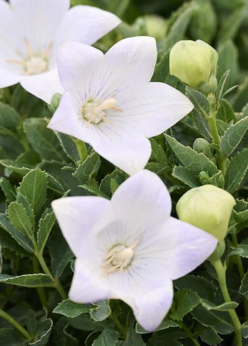 Balloon Flower Twinkle White 1 gal