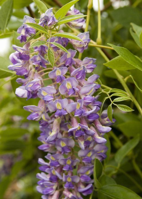Wisteria Blue Moon 1 gal
