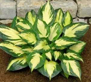 Hosta Morning Star Qt