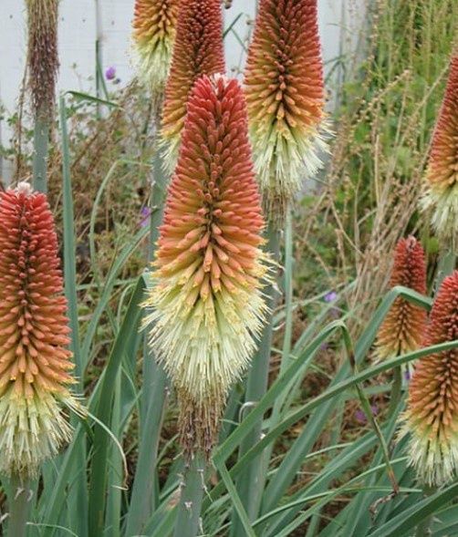 Kniphofia Regal 1 gal