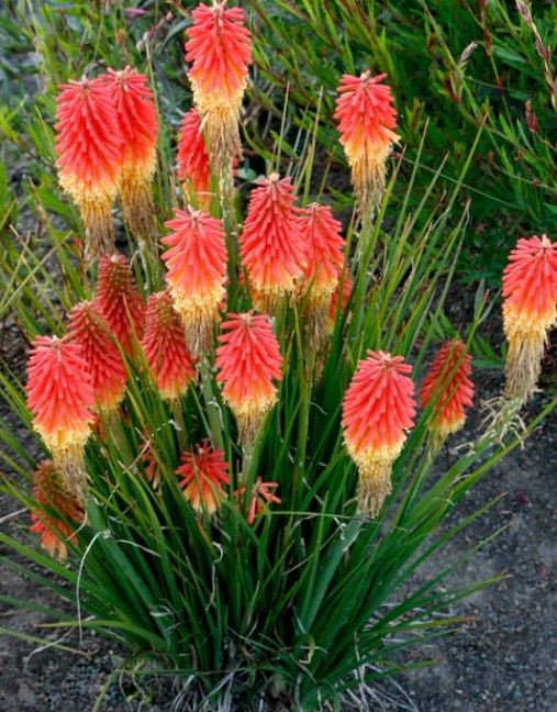 Kniphofia Rocket Jr. Qt