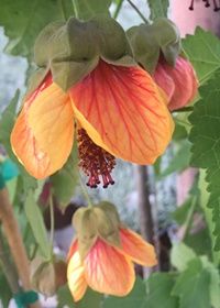 Abutilon Painted Bells 1 gal