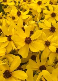 Coreopsis Imperial Sun 1 gal