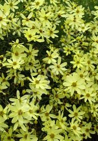 Coreopsis Moonbeam 1 gal