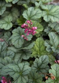 Heuchera LC Shimmer Qt