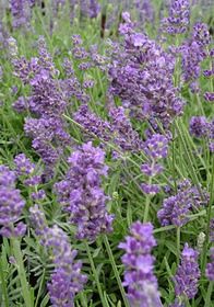 Lavender Lavance 1 gal