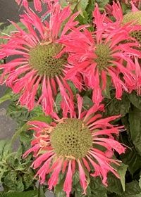 Monarda Neon Pink 1 gal