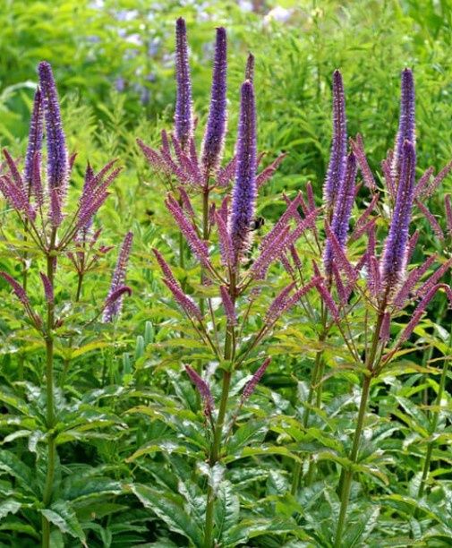 Veronicastrum Culvers Root 1 gal