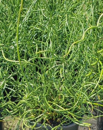 Juncus Big Twister 1 gal