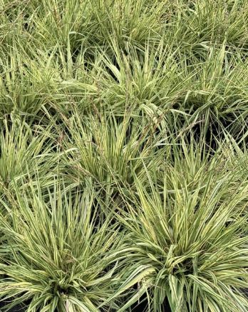 Molinia Variegata 1 gal