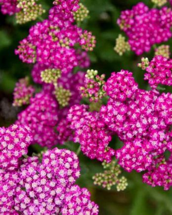 Yarrow Firefly Fuchsia 1 gal