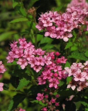 Yarrow Milly Rock Rose 1 gal