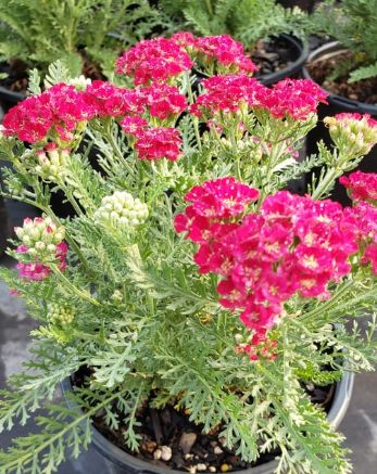 Yarrow Pomegranate 1 gal