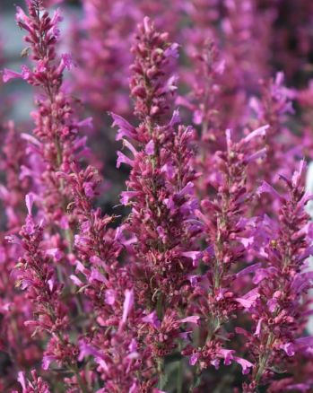 Agastache royal raspberry 1 gal