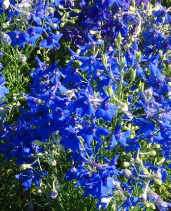 Delphinium Summer Nights 4&quot;