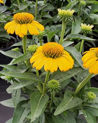 Echinacea Sombrero Lemon Yellow 1 gal