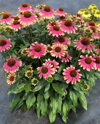 Echinacea Kismet Pink Lemonade 1 gal