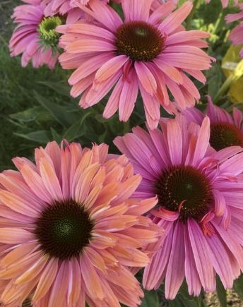 Echinacea Sunseekers Rainbow 1 gal