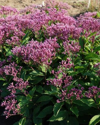 Eupatorium Euphoria Ruby 1 gal