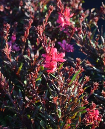 Gaura Gaudi Red 1 gal