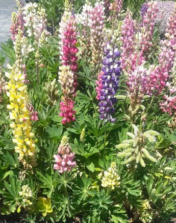 Lupine Mini Gallery Mix 4&quot;