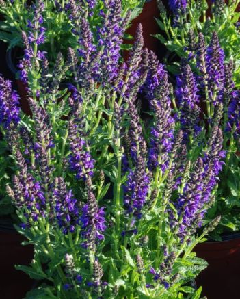 Salvia Marcus 1 gal
