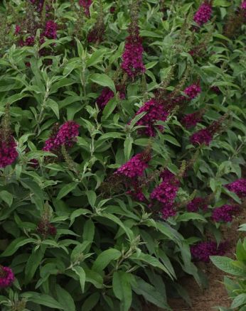 Buddleia Chrysalis Cranberry 2 gal
