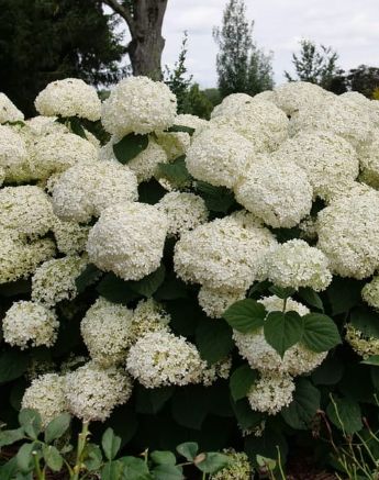 Hydrangea Incrediball Storm Proof 2 gal