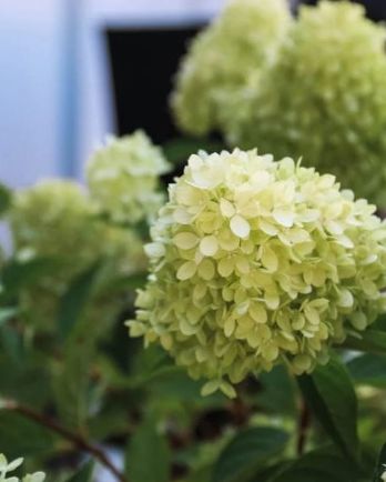 Hydrangea Dragon Baby 2 gal