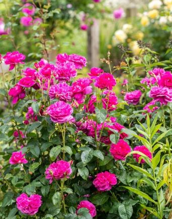 DA Rose James L. Austin 3 gal