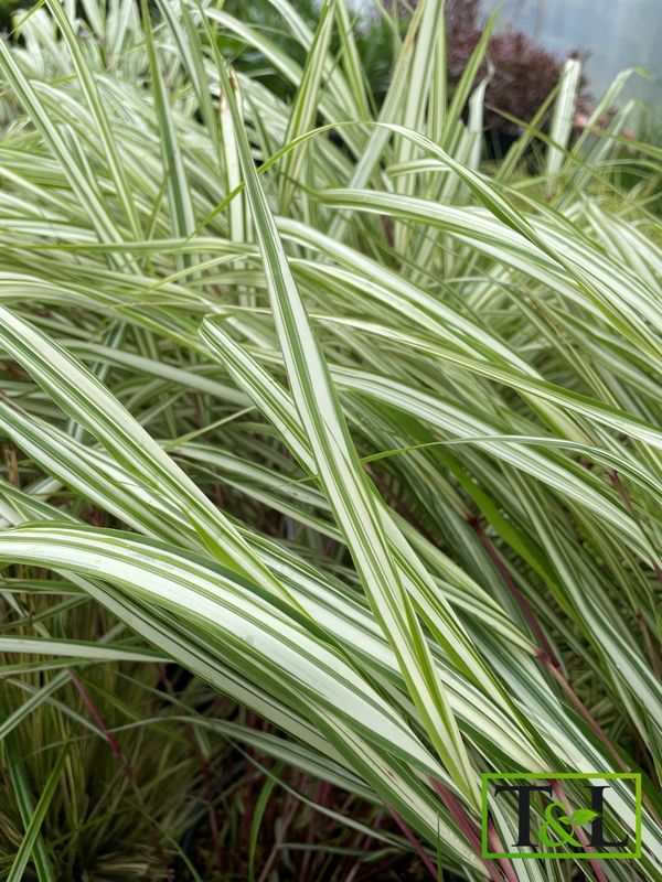 Forest Grass Lime Zest 1 gal
