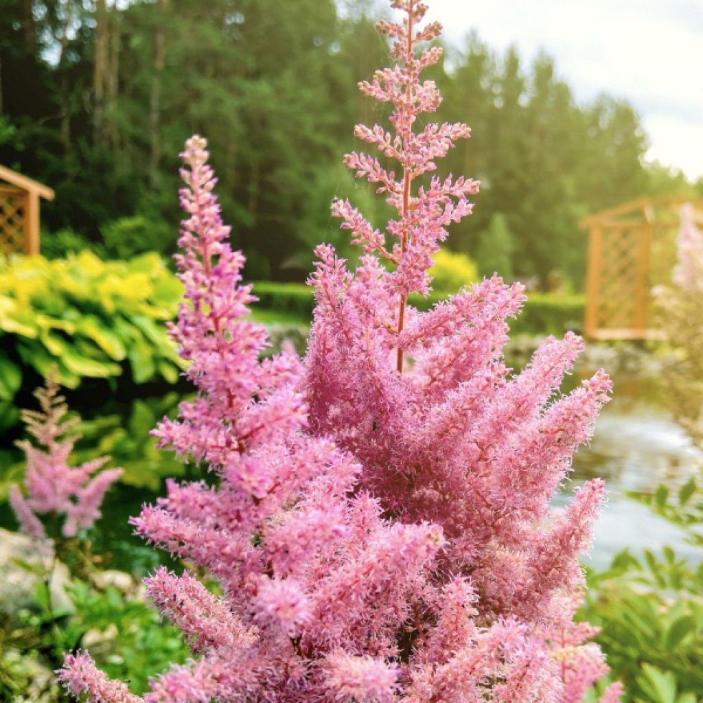 Astilbe Smile at Me 1 gal