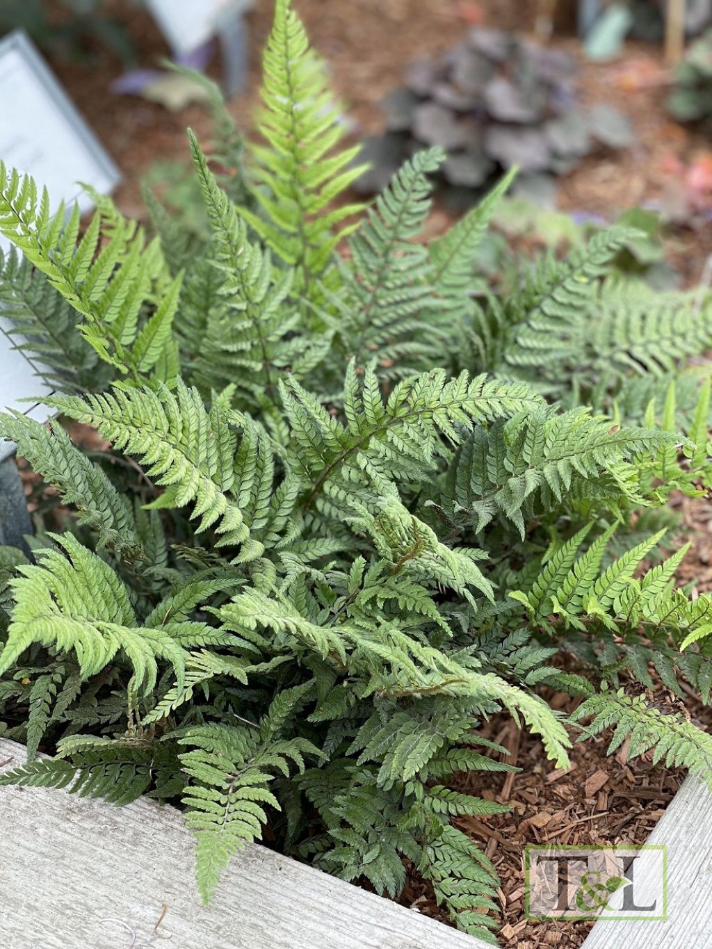 Korean Rock Fern 1 gal