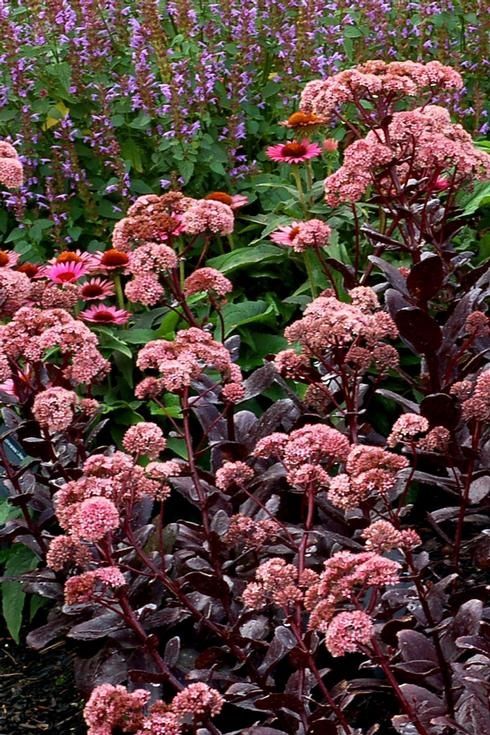 Sedum Chocolate Candy Drops 1 gal