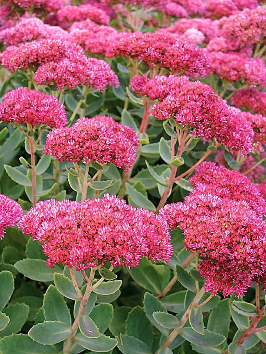 Sedum Autumn Fire 1 gal