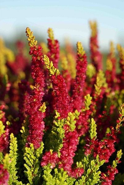 Calluna Yellow Beauty 1 gal