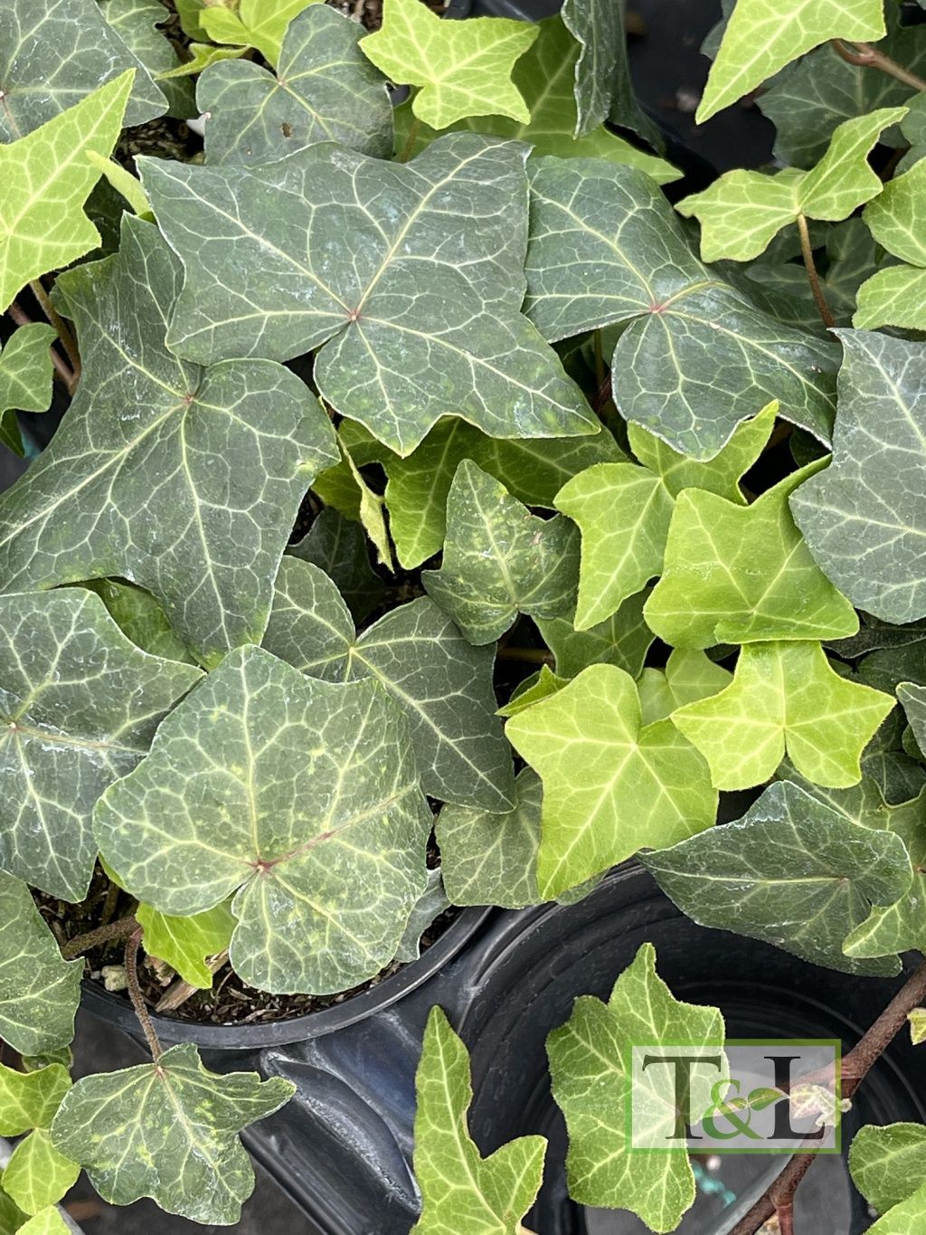 Hahn&#39;s Ivy 4&quot;