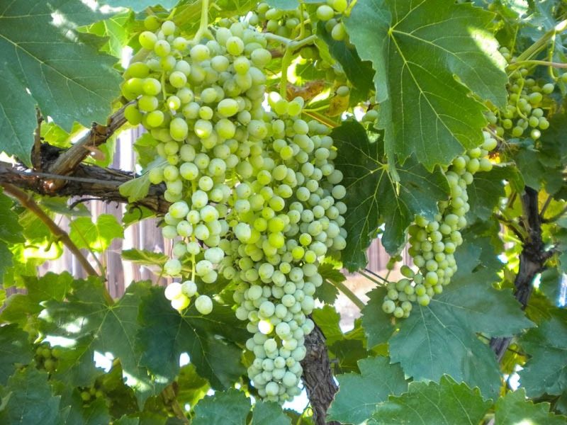 Thompson Seedless Grape 1 gal