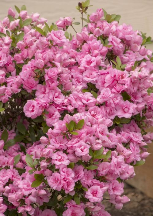 Azalea Rosebud 1 gal