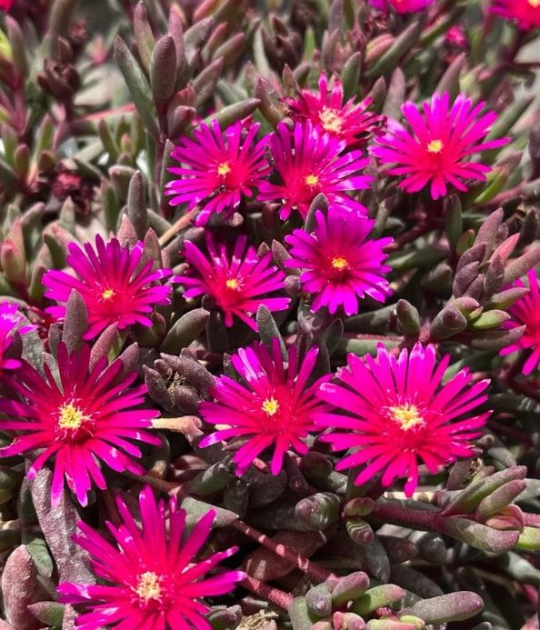 Ice Plant Desert Dancers Purple 1 gal