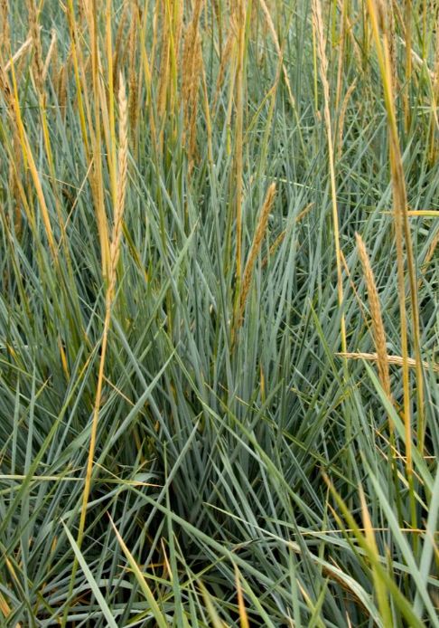 Lyme Grass Blue Dune 1 gal