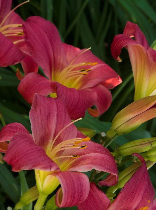 Daylily Little Business 1 gal
