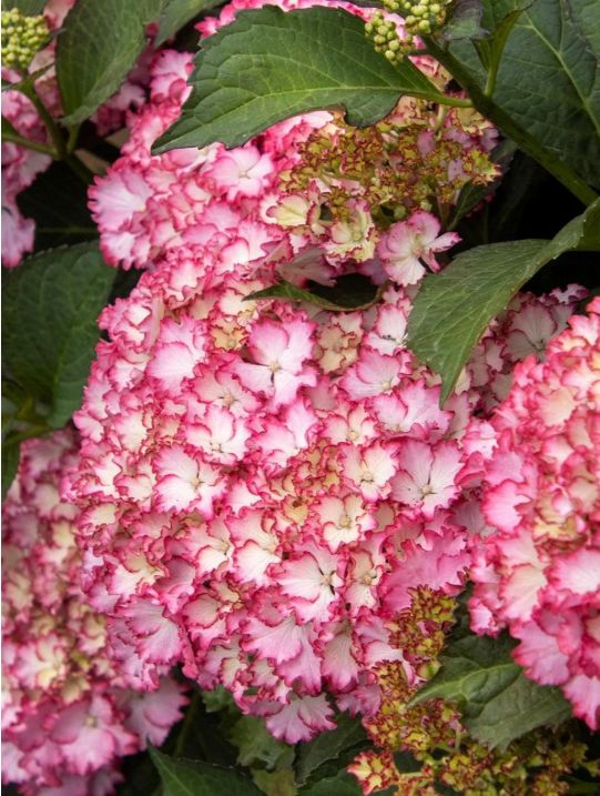 Hydrangea Fire Island 5 gal