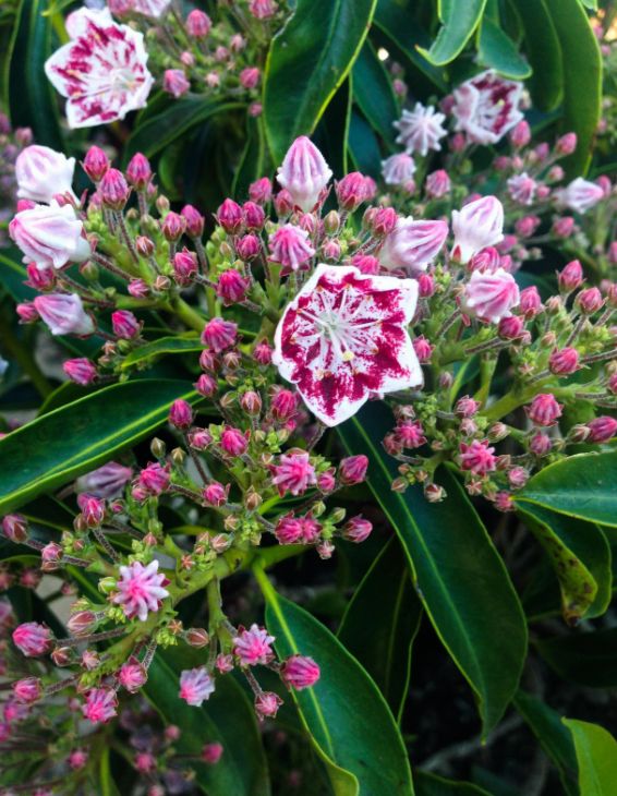 Kalmia Carousel 2 gal