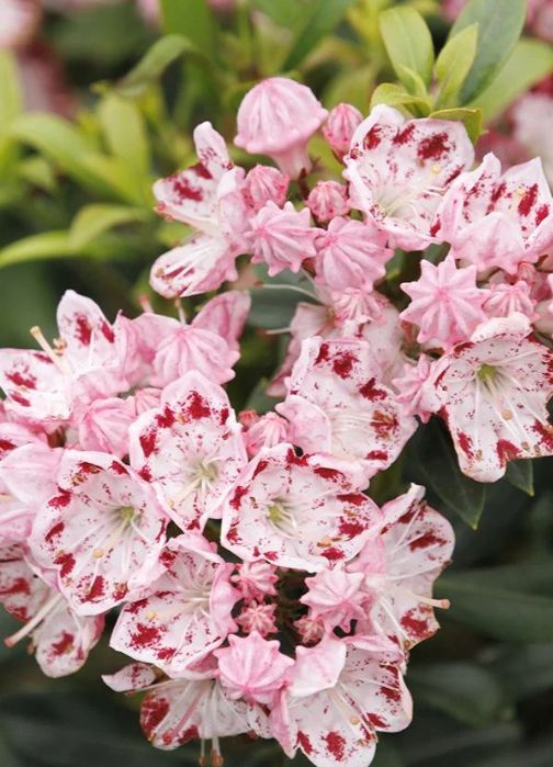 Kalmia Minuet 2 gal