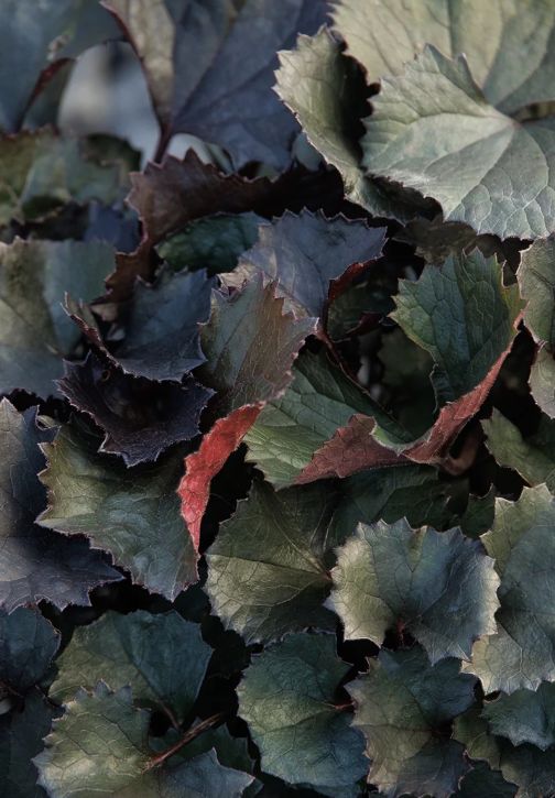 Ligularia Pandora 1 gal