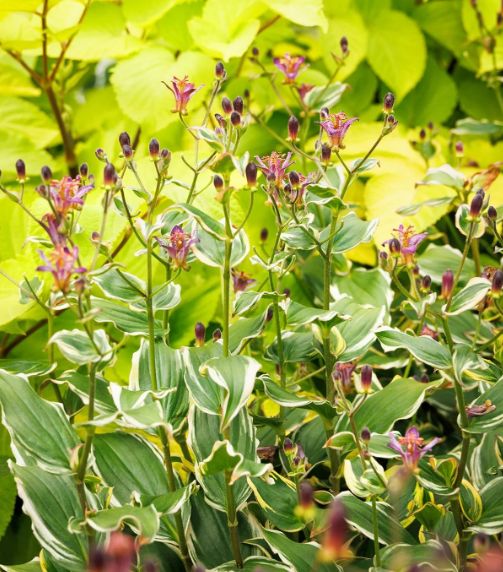 Tricyrtis Ninja Star 1 gal